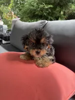 Snoopy, a male Yorkshire Terrier for sale in Ludlow, MA – 4 of 6