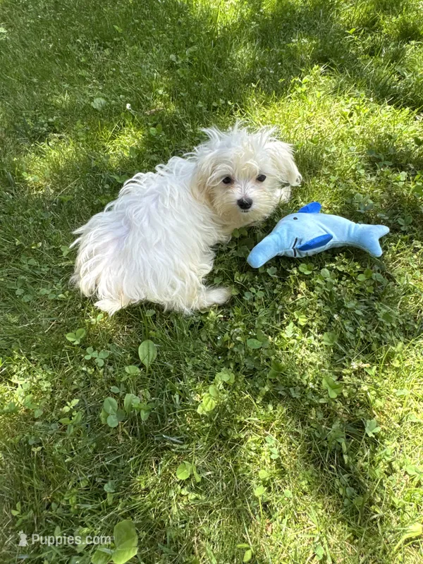 Maltese boy – Maltese puppy for sale in Ludlow, MA