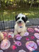 Blue , a male Maltese and Yorkshire Terrier for sale in Ludlow, MA – 2 of 5