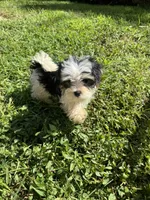 Bailey, a male Maltese and Yorkshire Terrier for sale in Ludlow, MA – 4 of 4