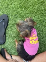 Tiny teacup, a female Yorkshire Terrier for sale in Ludlow, MA – 5 of 5