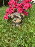 Lily, a female Yorkshire Terrier for sale in Ludlow, MA – 4 of 4