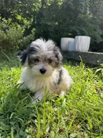 Hershy, a female Maltese and Yorkshire Terrier for sale in Ludlow, MA – 4 of 4