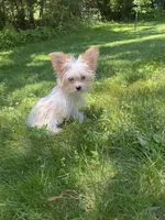 Gold dust parti girl, a female Yorkshire Terrier for sale in Ludlow, MA – 1 of 3