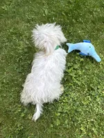 Maltese boy, a male Maltese for sale in Ludlow, MA – 2 of 2