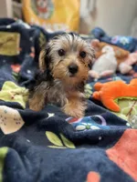 Twix, a male Yorkshire Terrier for sale in Ludlow, MA – 2 of 5