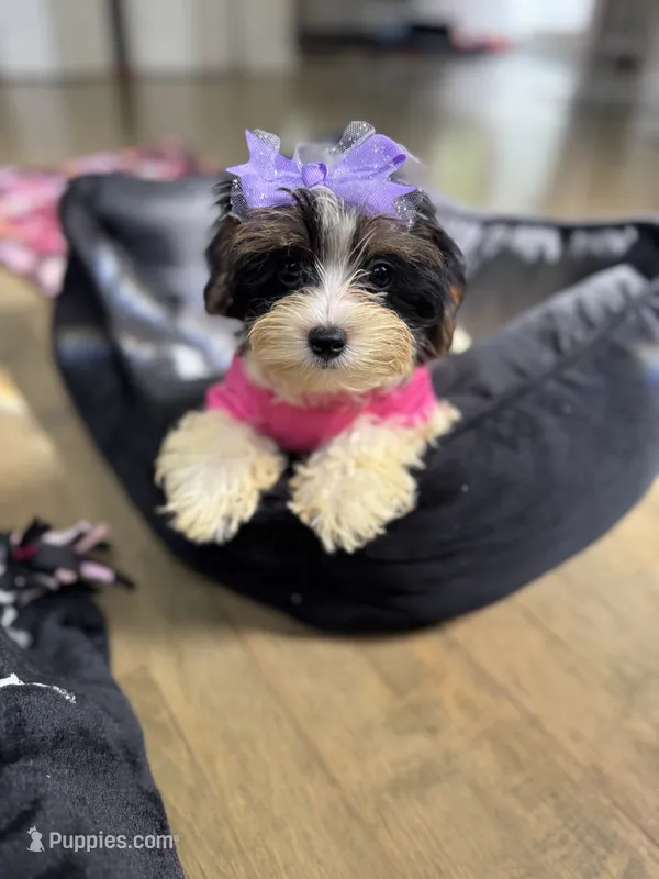 Layla – Yorkshire Terrier puppy for sale in Ludlow, MA