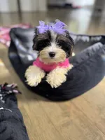 Layla, a female Yorkshire Terrier for sale in Ludlow, MA – 1 of 3