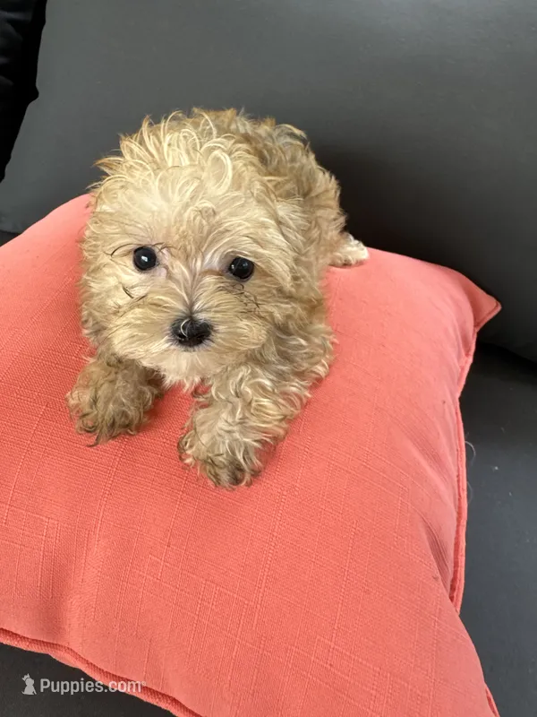 Max – Yorkshire Terrier, Poodle - Toy  puppy for sale in Ludlow, MA