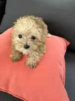 Max, a male Yorkshire Terrier and Poodle - Toy  for sale in Ludlow, MA – 1 of 3