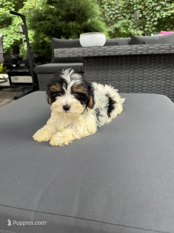 Layla – Yorkshire Terrier puppy for sale in Ludlow, MA
