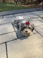 Daisy, a female Yorkshire Terrier for sale in Ludlow, MA – Photo 2 of 5