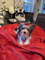 Daisy, a female Yorkshire Terrier for sale in Ludlow, MA – Photo 1 of 4