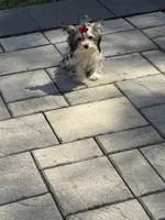 Daisy, a female Yorkshire Terrier for sale in Ludlow, MA – Photo 3 of 5