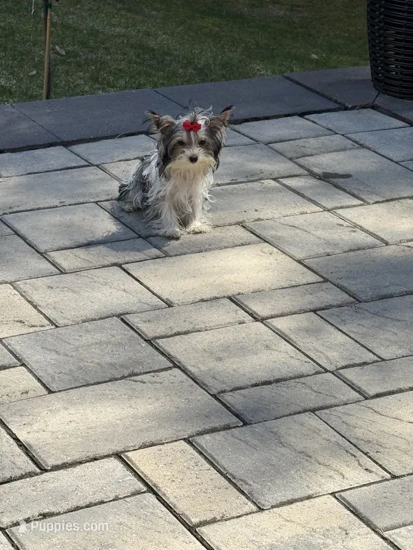 Daisy – Yorkshire Terrier puppy for sale in Ludlow, MA