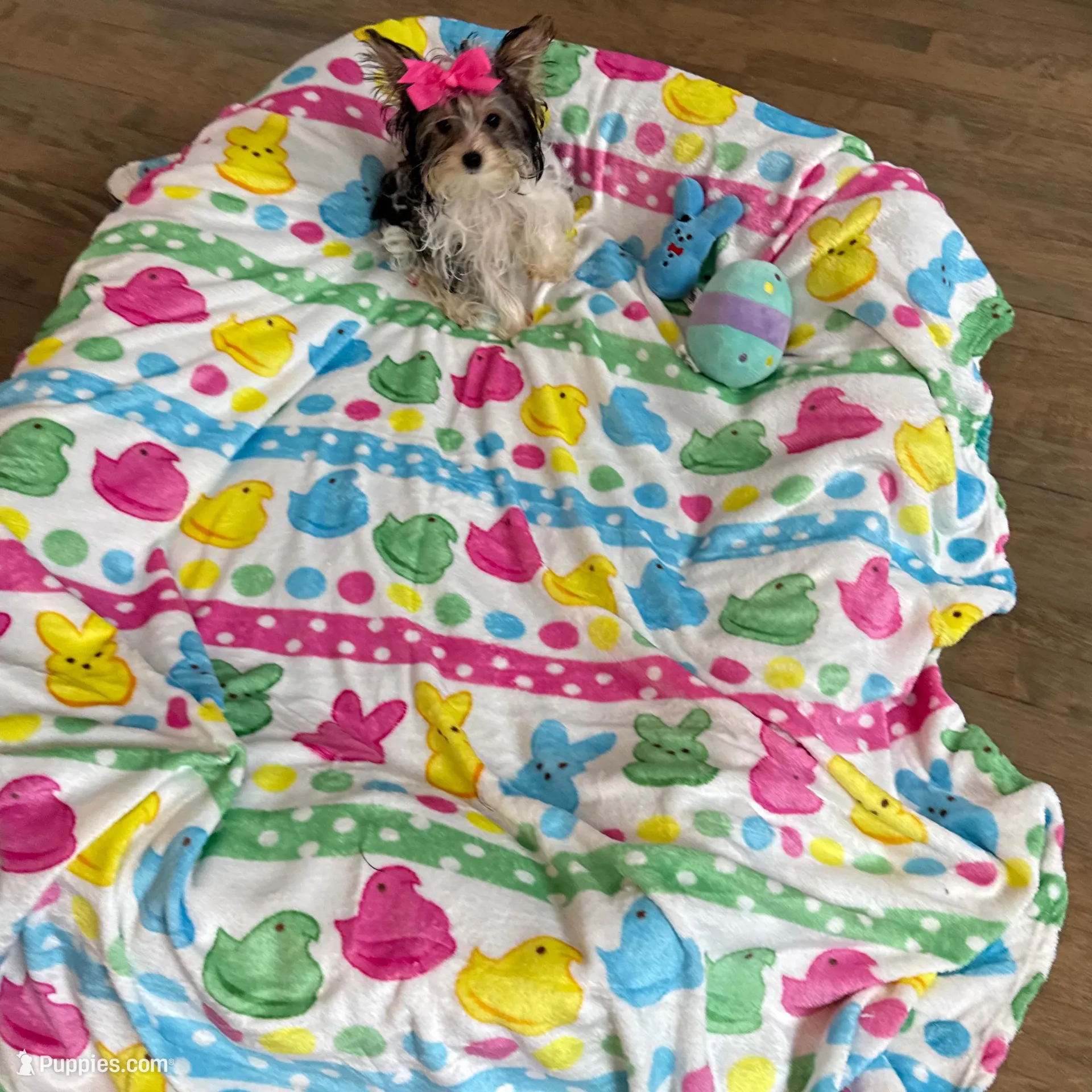 Tiny , a female Yorkshire Terrier for sale in Ludlow, MA – Photo 4 of 5