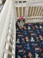 Tiny , a female Yorkshire Terrier for sale in Ludlow, MA – Photo 3 of 5