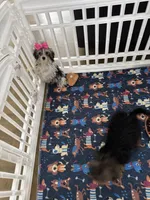 Tiny , a female Yorkshire Terrier for sale in Ludlow, MA – Photo 5 of 5