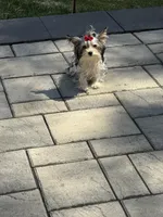 Daisy, a female Yorkshire Terrier for sale in Ludlow, MA – Photo 4 of 5