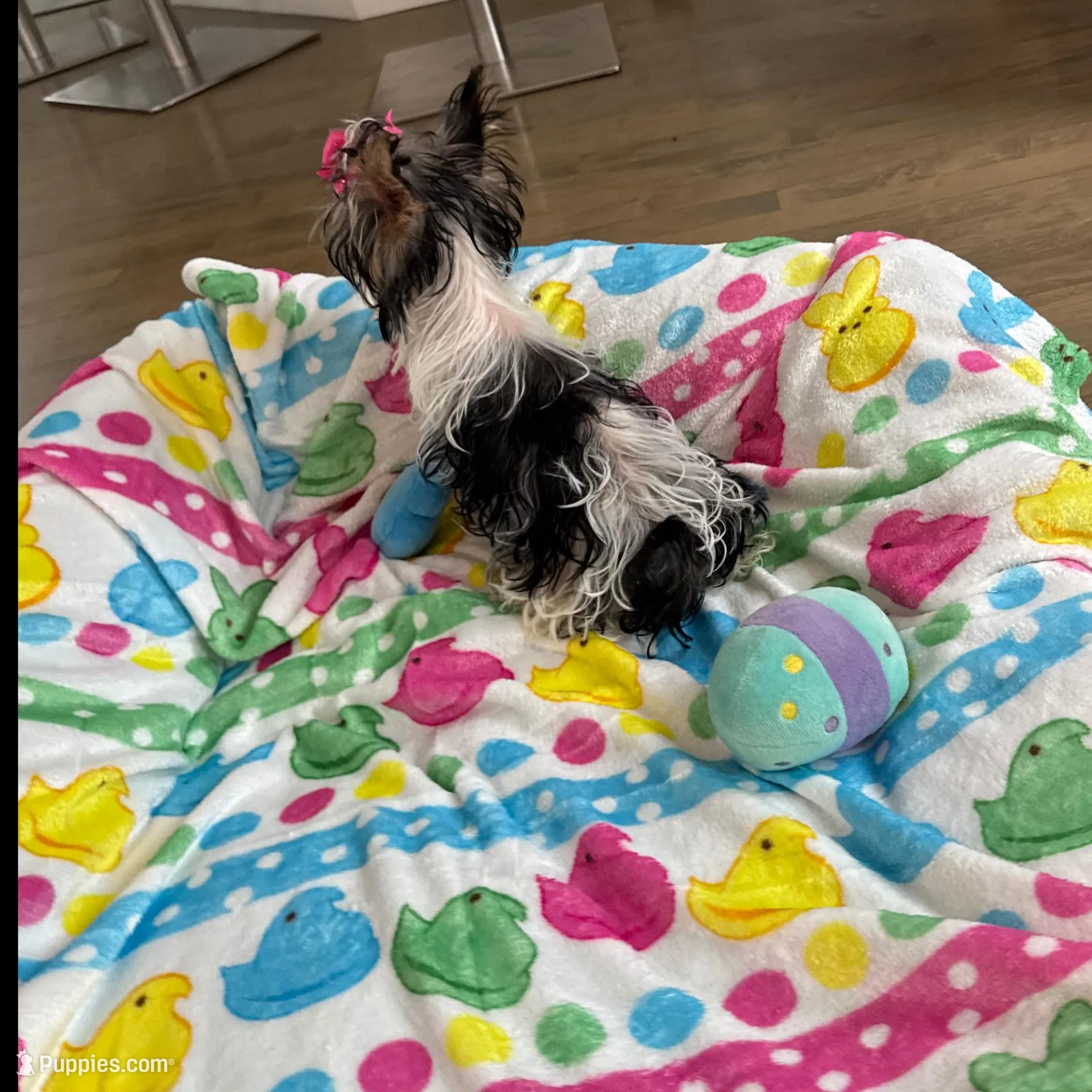 Tiny , a female Yorkshire Terrier for sale in Ludlow, MA – Photo 2 of 5