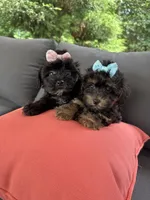 Holly, a female Yorkipoo and Yorkshire Terrier for sale in Ludlow, MA – 4 of 4