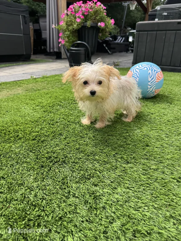 Maxx – Maltese, Yorkshire Terrier puppy for sale in Ludlow, MA
