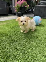 Maxx, a male Maltese and Yorkshire Terrier for sale in Ludlow, MA – 1 of 3