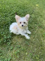 Gold dust parti girl, a female Yorkshire Terrier for sale in Ludlow, MA – 2 of 3