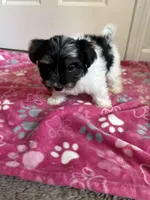 Girl 2, a female Yorkshire Terrier for sale in Ludlow, MA – Photo 3 of 3