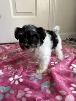 Girl 2, a female Yorkshire Terrier for sale in Ludlow, MA – Photo 2 of 3