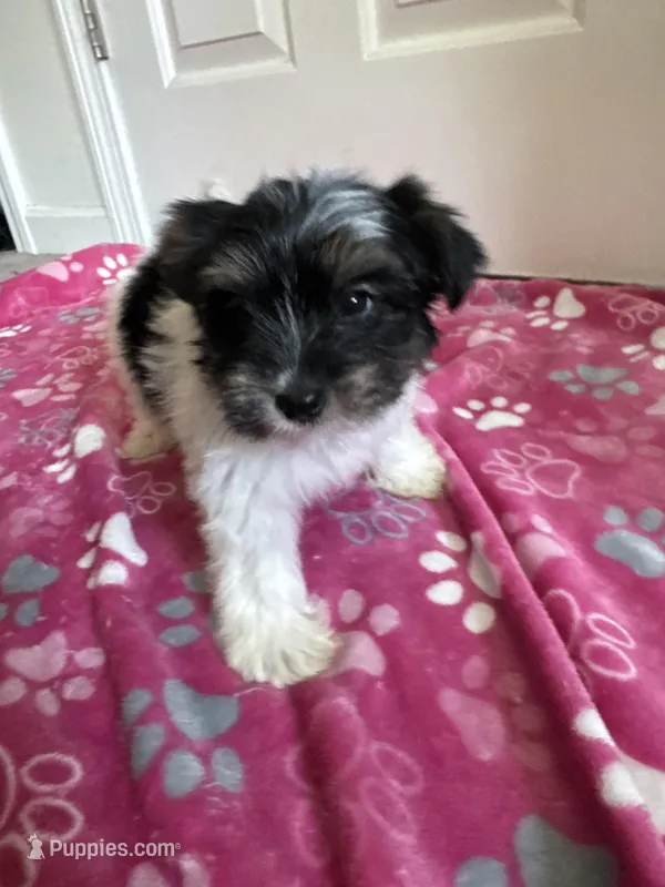 Girl 2 – Yorkshire Terrier puppy for sale in Ludlow, MA