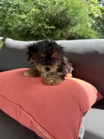 Snoopy, a male Yorkshire Terrier for sale in Ludlow, MA – 3 of 3