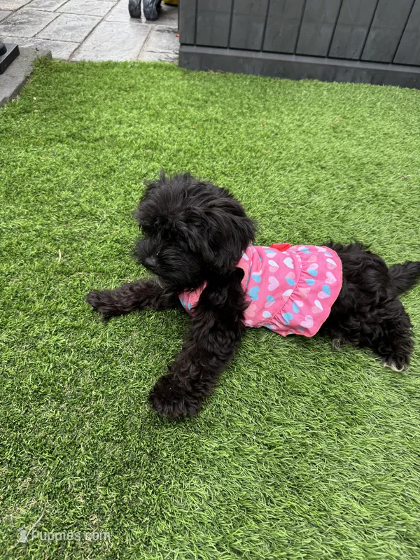 Maizee – Yorkshire Terrier, Poodle - Toy  puppy for sale in Ludlow, MA