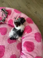 Tatiana, a female Yorkshire Terrier for sale in Ludlow, MA – Photo 4 of 4