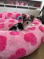 Tatiana, a female Yorkshire Terrier for sale in Ludlow, MA – Photo 1 of 4