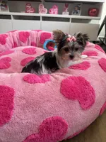 Tatiana, a female Yorkshire Terrier for sale in Ludlow, MA – Photo 2 of 4