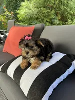 Susie , a female Yorkshire Terrier for sale in Ludlow, MA – 2 of 3