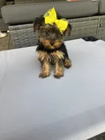 Molly, a female Yorkshire Terrier for sale in Ludlow, MA – 1 of 3