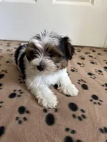 Boy 1, a male Yorkshire Terrier for sale in Ludlow, MA – Photo 3 of 3