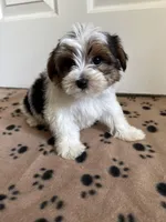 Boy 1, a male Yorkshire Terrier for sale in Ludlow, MA – Photo 2 of 3