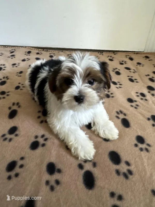 Boy 1 – Yorkshire Terrier puppy for sale in Ludlow, MA