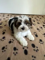 Boy 1, a male Yorkshire Terrier for sale in Ludlow, MA – Photo 1 of 3