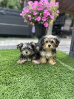 Jimmy, a male Yorkshire Terrier for sale in Ludlow, MA – 3 of 3
