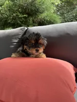 Snoopy, a male Yorkshire Terrier for sale in Ludlow, MA – 3 of 6