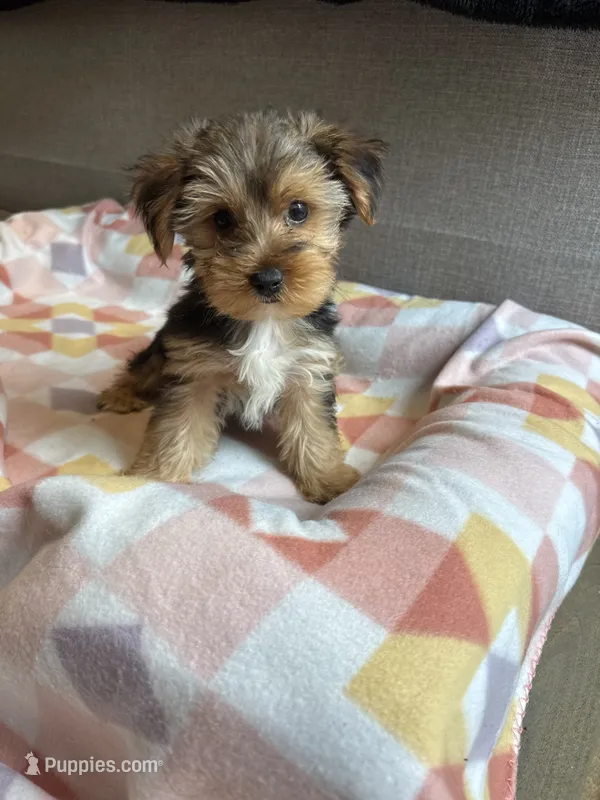 Charlie – Yorkshire Terrier puppy for sale in Ludlow, MA