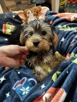 Royce , a male Yorkshire Terrier for sale in Ludlow, MA – 2 of 4