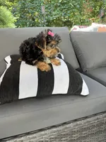 Susie , a female Yorkshire Terrier for sale in Ludlow, MA – 3 of 3