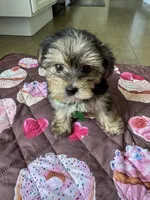 Green boy, a male Yorkshire Terrier for sale in Ludlow, MA – 3 of 3
