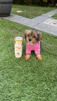 Tiny teacup, a female Yorkshire Terrier for sale in Ludlow, MA – 4 of 5