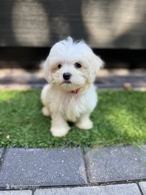 Maltese boy  – Maltese puppy for sale in Ludlow, MA